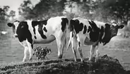 Stratham | Cow Crossing