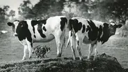 Stratham | Cow Crossing
