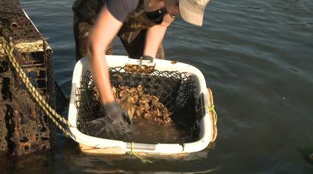 Video thumbnail: Planet Granite UNH-COLSA/Tuttle series | Oyster Farming