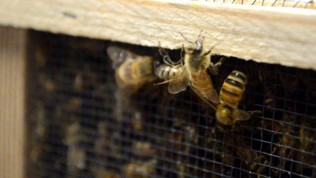 UNH-COLSA/Tuttle series | Honey Bees
