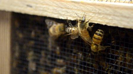 Video thumbnail: Planet Granite UNH-COLSA/Tuttle series | Honey Bees