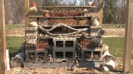 Video thumbnail: Planet Granite UNH-COLSA/Tuttle series | Bee Hotel