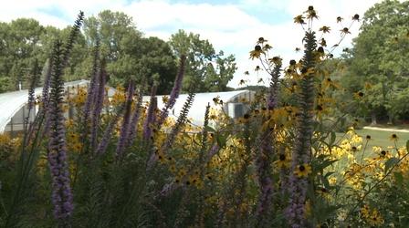 Video thumbnail: Planet Granite UNH-COLSA/Tuttle series | Wildflowers