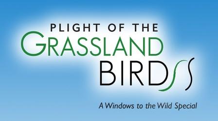 Video thumbnail: Plight of the Grassland Birds Plight of the Grassland Birds (Preview)