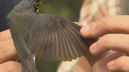 Video thumbnail: Saving Songbirds Professor Len Reitsma