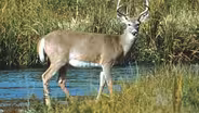 White-tails in Winter