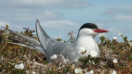 Video thumbnail: Wildlife Journal Junior Return of the Seabirds