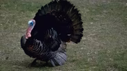 Tracking Turkeys