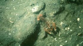 Video thumbnail: Wildlife Journal Junior The Secret Life of Lobsters