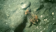 The Secret Life of Lobsters