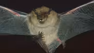 In Search of Bats