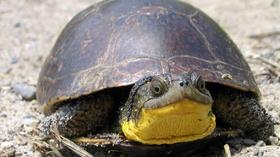 Video thumbnail: Wildlife Journal Junior Tracking Blanding's Turtle