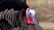 Tracking Turkeys