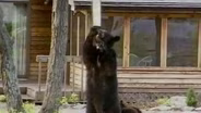 Bears in the Backyard