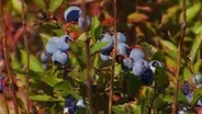 Blueberry Picking