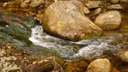 Carter Notch 