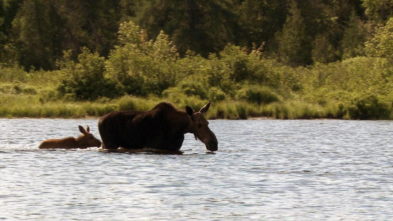 Windows to the Wild | The Allagash & the Master Guide