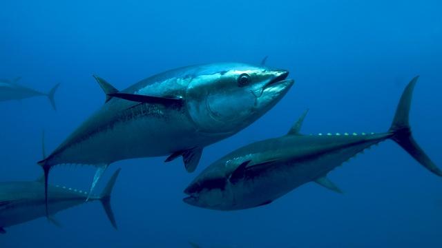 Tagging Tuna