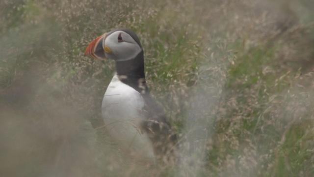 Puffins Of Newfoundland (Preview)