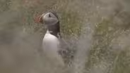 Puffins Of Newfoundland (Preview)