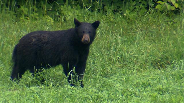 Windows to the Wild | Wildlife Videographer Alfred Balch (Preview)