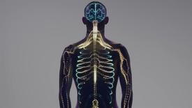 The Human Body's Nervous System: asset-mezzanine-16x9