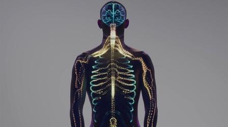 The Human Body's Nervous System