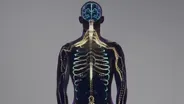 The Human Body's Nervous System