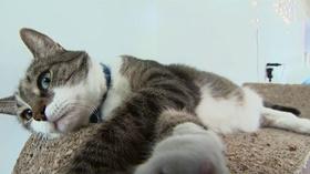 Video thumbnail: WETA Neighborhoods Crumbs & Whiskers Cat Cafe