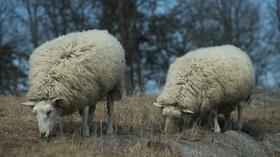 Video thumbnail: Made Here Lambing Season