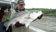 Hudson River Stripers, Doe Camp, Podunk WMA, Goose Round-Up