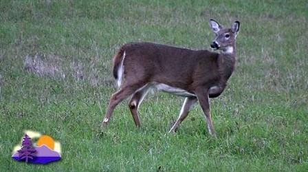 Video thumbnail: Outdoor Journal Deer Herd Management: An Outdoor Journal Special
