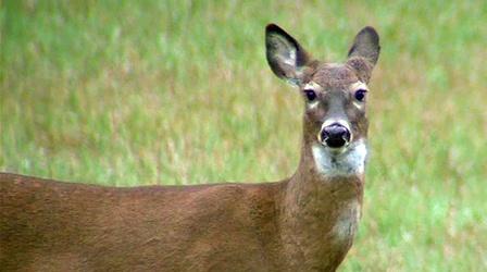 Video thumbnail: Outdoor Journal Deer Hearing - 2015