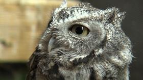 Video thumbnail: Outdoor Journal Oak Orchard River | Museum of Natural Hist | Skeet Shooting