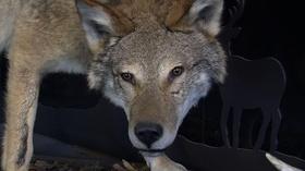 Video thumbnail: Outdoor Journal Mysterious Coyotes | Walleye Restoration | Beaver Pond Brook