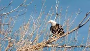 Vermont Bald Eagle Restoration Initiative
