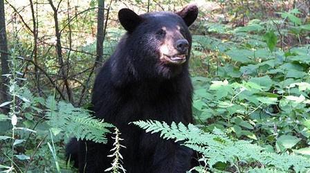 Video thumbnail: Outdoor Journal Black Bear Management