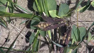 Alburg Dunes State Park