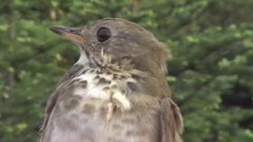Video thumbnail: Vermont PBS Specials Protecting Vermont's Wildlife