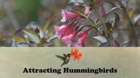 Video thumbnail: Let's Grow Stuff Attracting Hummingbirds