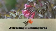 Attracting Hummingbirds