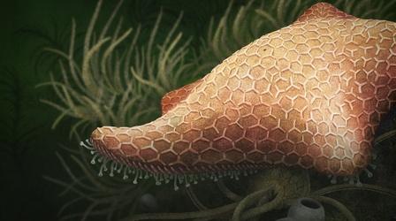 Video thumbnail: Eons How the Starfish Got Its Arms