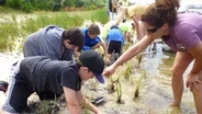 Learning to Build a Salt Marsh with Grasses in Classes