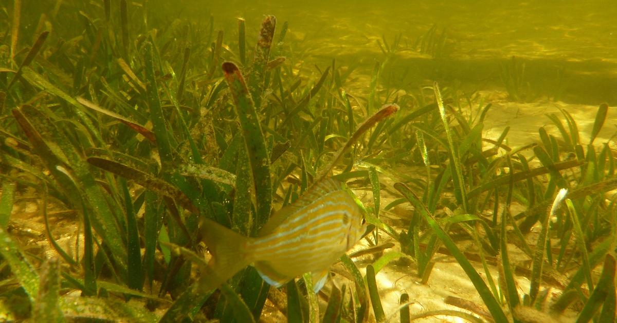 Seagrass Beds and Blue Carbon | Season 1 | In the Grass, On the Reef | PBS