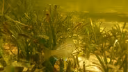 Seagrass Beds and Blue Carbon