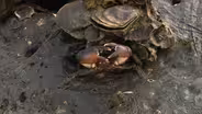 How Fear Rules the Oyster Reef