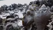 Florida Oyster Reefs Under Siege by Snails