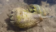 Crown Conchs- Friend or Foe in the Salt Marsh?