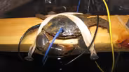 Can Mud Crabs Hear?