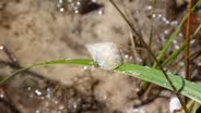 Biodiversity and Salt Marsh Die-Off